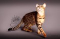 /album/amina/a8-bengal-katzen-beauty-cat-faith-amina-jpg/